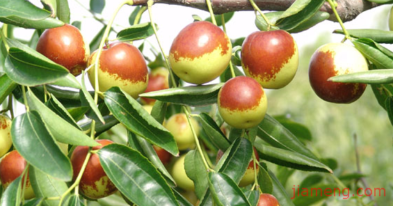 黄骅市孔店冬枣开发有限公司加盟连锁火爆招商