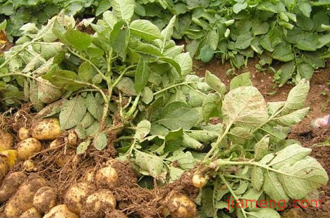 莱芜市莱城区春庆花椒种植专业合作社加盟连锁