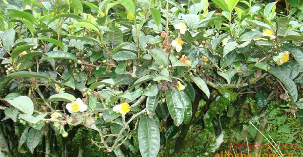 普洱市思茅区柒山柒水拉祜茶场加盟连锁火爆招