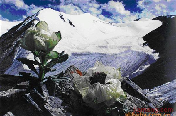 冰山莲、冰山雪莲、冰莲、美人草加盟连锁火爆